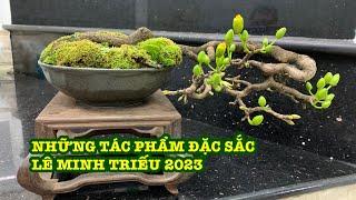 MAI VÀNG BONSAI NGHỆ THUẬT LÊ MINH TRIẾU 2023