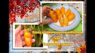  Перец острый Халапеньо Тыквенная специя Jalapeno Numex Pumpkin Spice