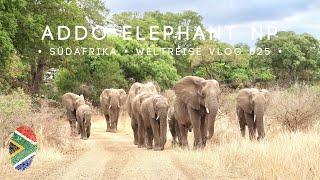 Eine Tagessafari im Addo Elephant Nationalpark • Port Elizabeth • Südafrika • Weltreise Vlog 025