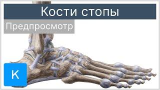 Кости стопы предпросмотр - Анатомия человека  Kenhub