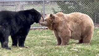 Some of you have asked if Frankie ever plays or roughhouses with the other bears. He sure does