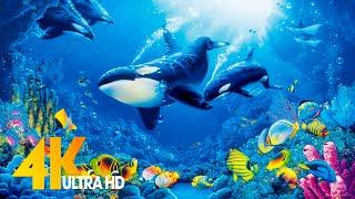 The Best 4K Aquarium for Relaxation  Relaxing Oceanscapes - Sleep Relax Meditation Music