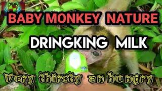 BABY MONKEY NATURE DRINKING MILK VERY THRISTY AN HUNGRY