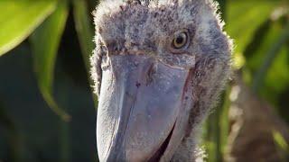 The Dark Side of Shoebill Chicks  Africa  BBC Earth