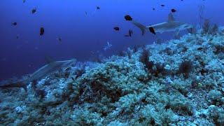 Diving with sharks at Elphinstone  18.06.2023