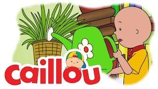 Caillou - Helping Mrs. Howard  S05E19  Videos For Kids