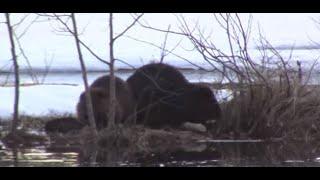 Majavan Metsästys Beaver hunting 2019 Jakso 3 Osa 1