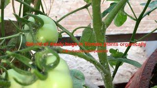 Get rid of mealy bugs in Tomato plants organically