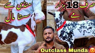 Noor Hasan Ne To Dhoom Macha Di  Sirf 18  Hazar Me Delivery Bhe Free   Bakra mandi 2025