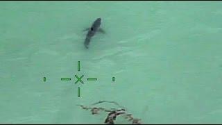 Orange County Sheriffs helicopter warns paddle-boarders theyre next to 15 great white sharks