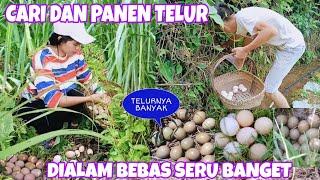 PERTAMA KALI CARI DAN PANEN TELUR DIALAM BEBAS SERU BANGET KAYA CARI HARTA KARUN