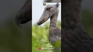 Kisah sedih masa kecil burung shoebill  #pengetahuan #shortvideo