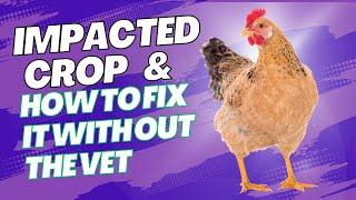 Impacted Chicken Crop and How to fix it WITHOUT a Vet