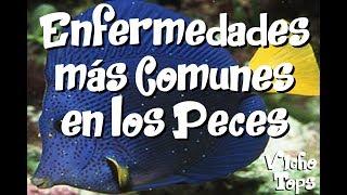 Las 6 Enfermedades más comunes de los Peces Tropicales - VichoTops