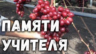 Виноград - Памяти учителя.