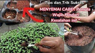 cara menyemai bibit cabe rawit agar cepat tumbuh cepat tanam  Pemula langsung bisa