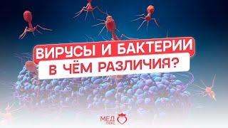 Вирусы и бактерии  В чём же разница?