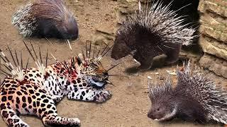 Top 10 Animals Died Tragically When It Tried To Attack The Porcupine - Leopard Lion Cheetah