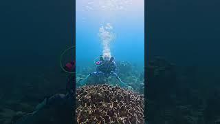 How close should Dive Buddies be when scuba diving? #scubadiving