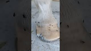 cytek horse Shoeing #farrier #satisfying #asmr #foryou #horse #asmrsounds #xray