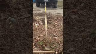 Tree stump removal ￼