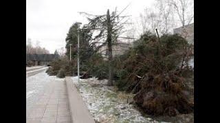 После урагана в Кузбассе многие запаслись новогодними елками.