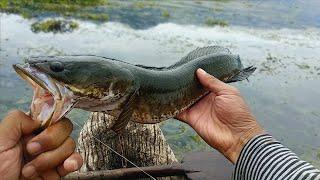 Mancing Gabus Danau Berawa Sampe di Telan Sempurna