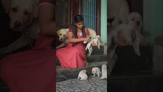 Puppies la Ivalo Cute ah IrugangaSS Minivlog-23#satheeshshanmu #shorts