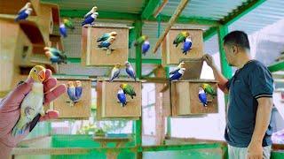 AFRICAN LOVEBIRD FARMING How to Succeed in Bird Raising with Hundreds of Newly Hatched Birds