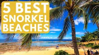 5 Best Snorkel Spots on Oahu Hawaii  swim with turtles safety tips and snorkeling tours