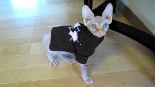 Tika the hairless sphynx cat stumbling around in her new sweater.