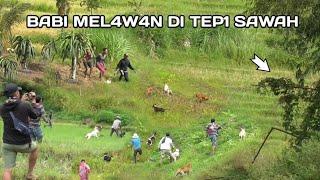 BABI HUTAN TURUN KE SAWAH DI BURUAN LEMBANG SINGKARAKWILD BOAR HUNTAMAZING