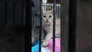 Kucing Lucu di ajak Ngobrol part 1 #cat #kucinglucu #kitten #catlover #cutecat #cats