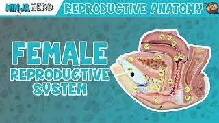 Anatomy of Female Reproductive System  Model