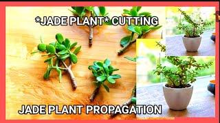 How to propagate *Jade Plant* from Cutting .Jade plant cuttings.#growth