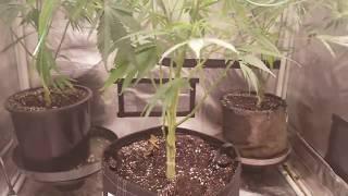 Day 8 cannabis flower with the electric sky led grow light