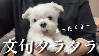 半日ぶりに飼い主と再会して犬語でクレームをいう犬。