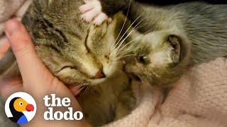 Kitten Left Without a Home is Adopted by One Special Momma  The Dodo Little But Fierce