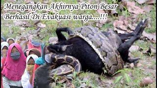 Menegangkan Akhirnya Python Besar Berhasil Di Evakuasi warga....  Evakuasi Phyton Malam Hari