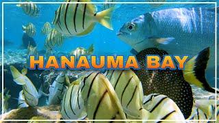 HANAUMA BAY ️ One of the Best Snorkeling Spots in the World  Hawaii 4K Tour