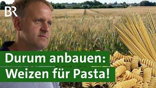 Besondere Sorte Hartweizen regional anbauen - ist das schwierig?  Durum  Unser Land  BR