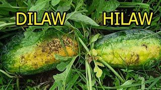 Palatandaan na pwede na harvesin ang Pakwan  How do we know if watermelon is ready for harvest?