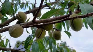 Amandel Prunus dulcis Robijn in nederland grote oogsten