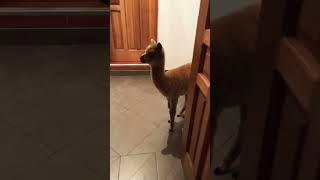 House sitting a baby alpaca in Peru