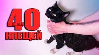 Спасение кота от клещей. Котик ищет дом  SANI vlog