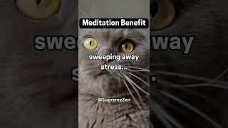 This cat knows what YOU NEED....#cat #knowledge  #mindfulness #quotes #zenmindset  #meditation