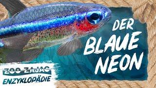 BLAUER NEON - PARACHEIRODON SUMULANS  FISCHENZYKLOPÄDIE  Zoo Zajac