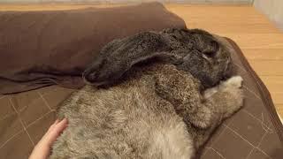 Continental Giant Rabbit Sleep on bed