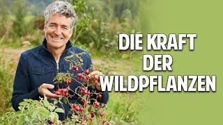 Die Kraft der Wildpflanzen Wie Du dich gesund selbst versorgen kannst - Dr. Markus Strauß