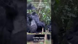 Gorilla Mating in The Forest Rare Footage